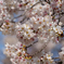 頑張れ年寄り桜 (^o^