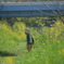 菜花の妖精