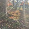紅葉樹と光