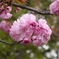 八重桜