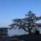 海津大崎の桜その4