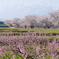 春の風景