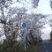 海津大崎の桜その7