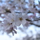 海津大崎の桜その8