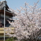 民家と桜
