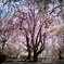 桜の中