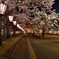 新潟　高田の夜桜Ⅴ