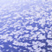 桜流し