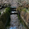 桜、水面、青空