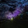 桜のライトアップ