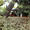 クマザサと根津神社本殿裏