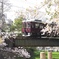 夙川の桜と阪急電車
