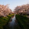 桜堤