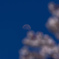 桜の雲と昼月