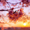 白の花びらを染める夕陽
