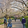 桜が咲く頃
