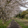 桜道