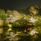 夜桜