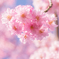 紅八重しだれ桜