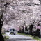桜街道む