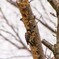 桜の木に穴を空けてます！！