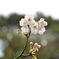 桜12