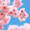 開花！
