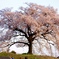 わに塚の桜