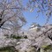桜の城