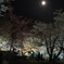 夜桜と月