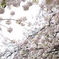 spring for tokyoites 2023