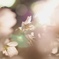 夜桜