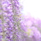 藤の花