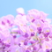 藤の花と空も色