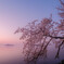 春霞の桜