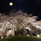 夜桜