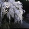 枝垂れ桜に茅葺き