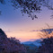 山桜と夜明け
