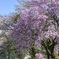 葉桜