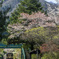 葉桜_1
