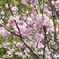 桜　4