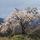 上発知のしだれ桜
