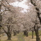 笹原川千本桜～桜の迷路