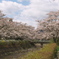 笹原川千本桜～川に装飾