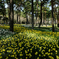 flower golden time #1