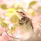 八重桜に佇むツグミさん