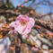 桜の笑顔