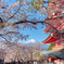 新倉山浅間公園忠霊塔