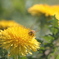 たんぽぽの蜜を集めるミツバチ