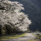 下野の国　花巡り　弐